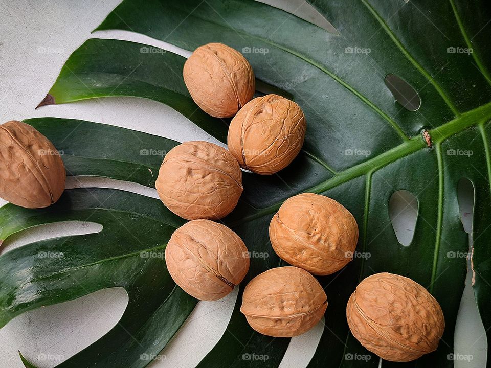 Walnuts on a green monstera leaf