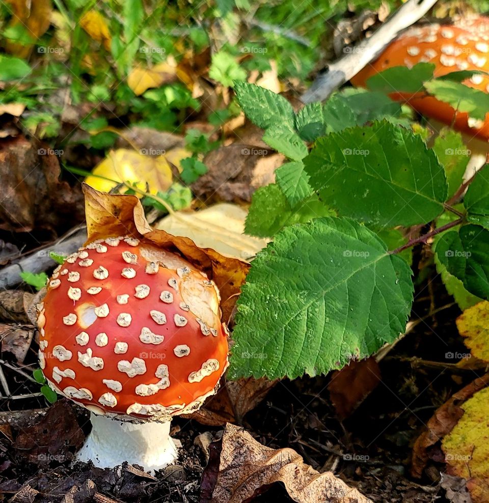 some fly alargic mushrooms in the wild