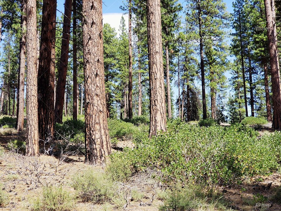 Incredible towering ponderosa pine trees above green manzanita bushes in the Deschutes National Forest in Central Oregon on beautiful sunny summer day.