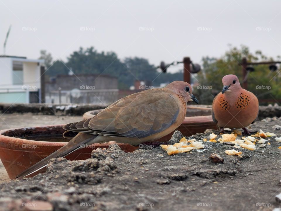 Dove birds always smiling