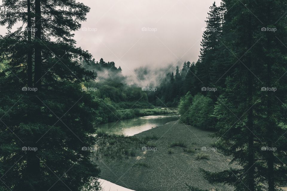 No Person, Tree, Conifer, Landscape, Evergreen