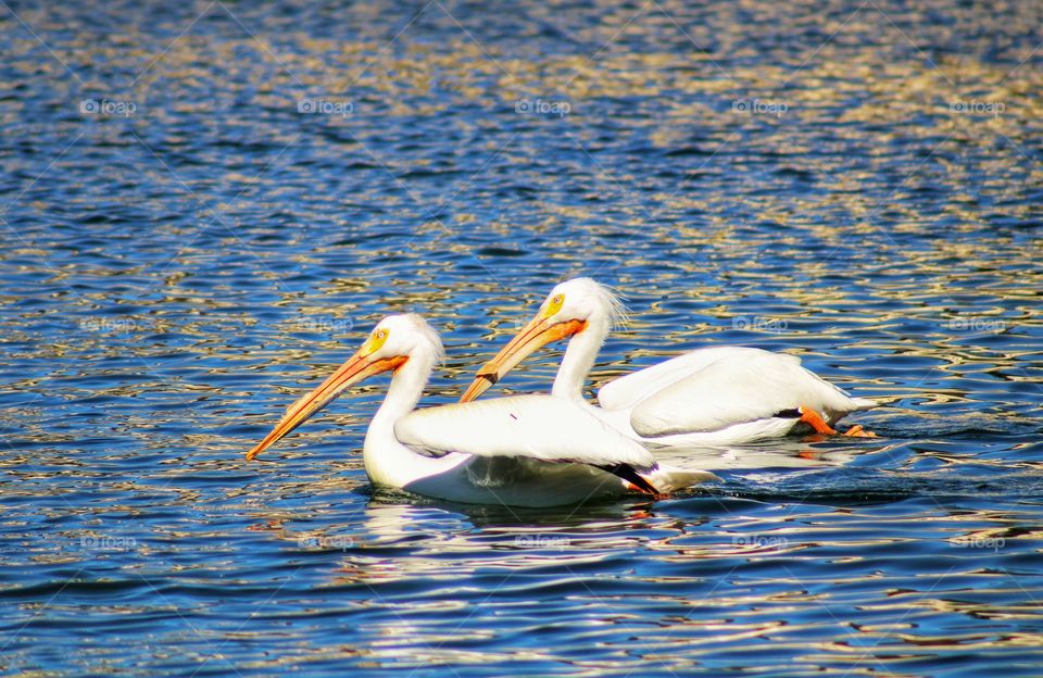 American Pelicans