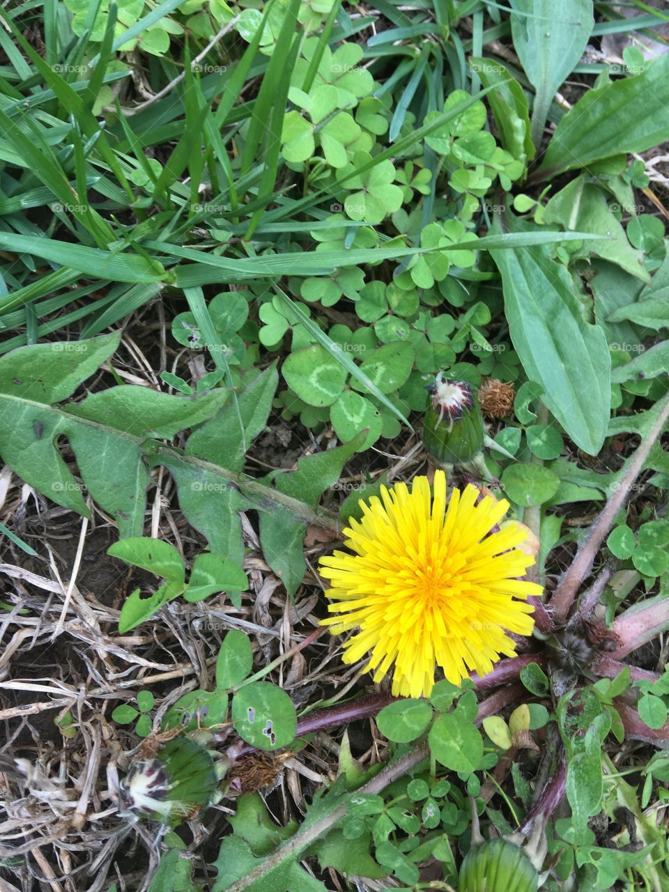 Dandelion 