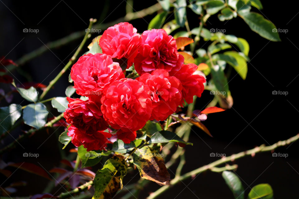 High angle view of red roses