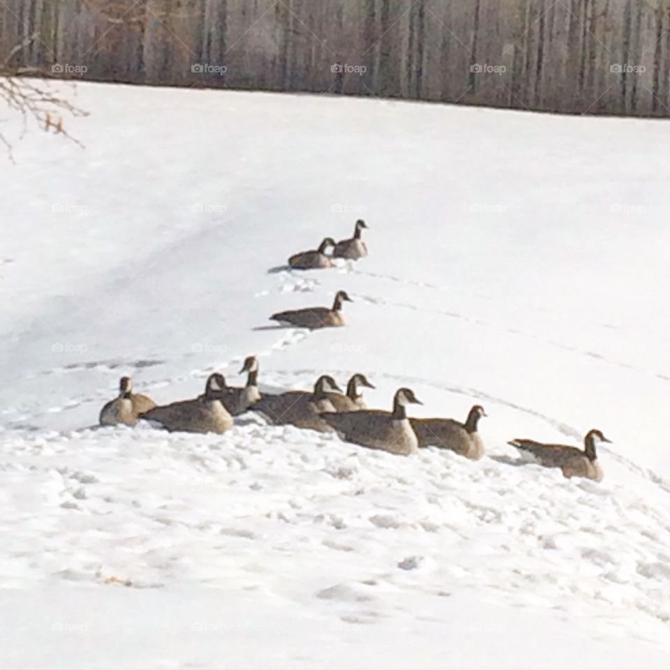 Geese who love snow 