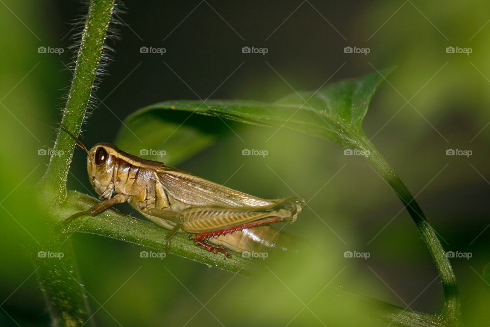 Grasshopper 