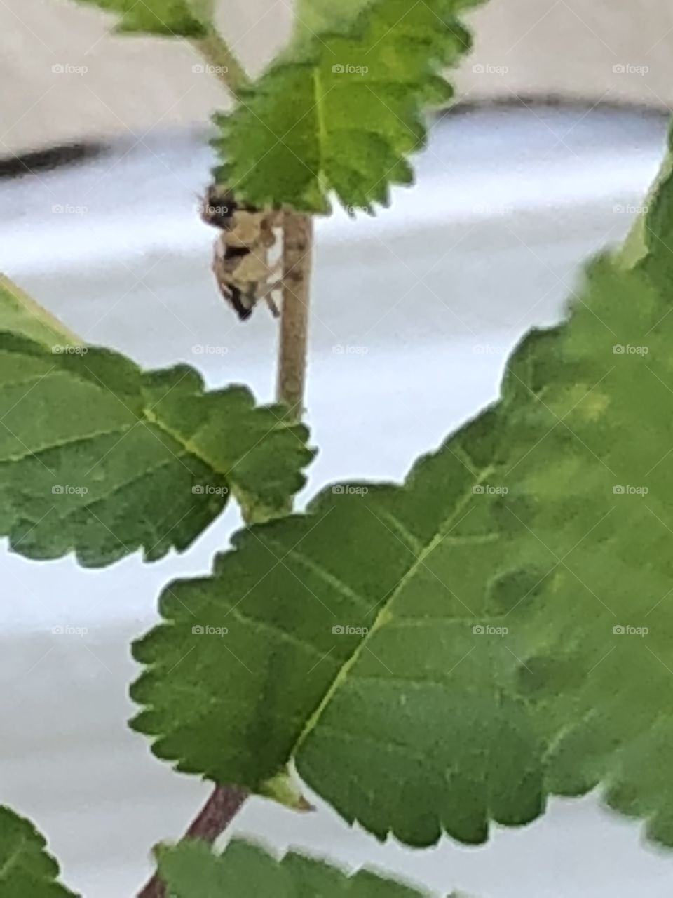 The red spider on the move