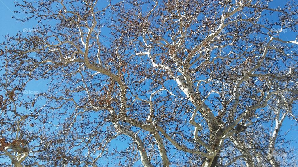 Tree, Branch, Landscape, No Person, Season