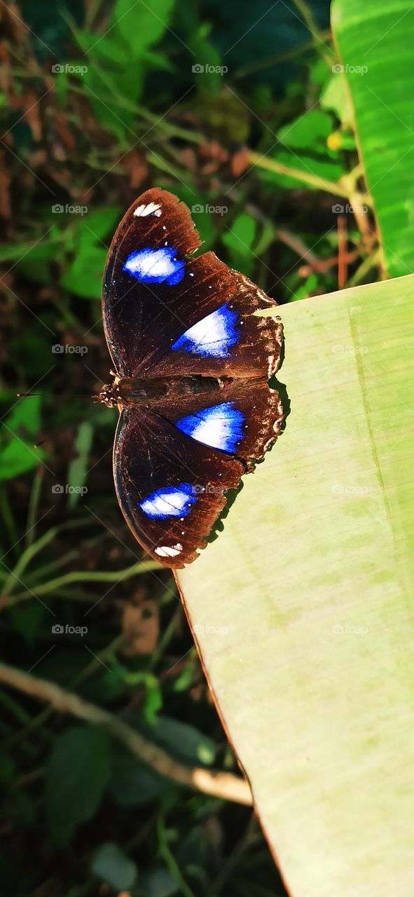 Butterfly beauty.