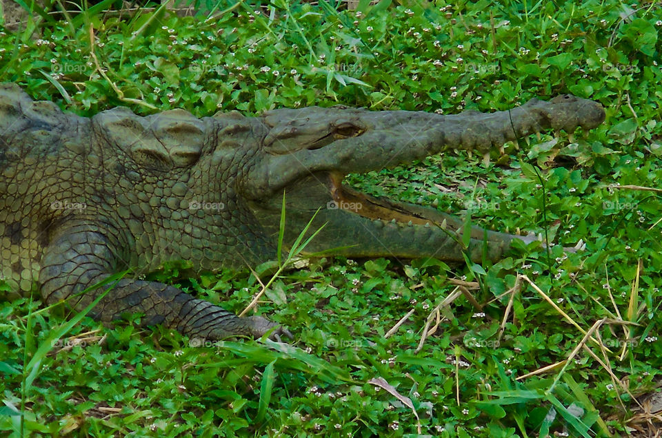 Friendly smiling crocodile