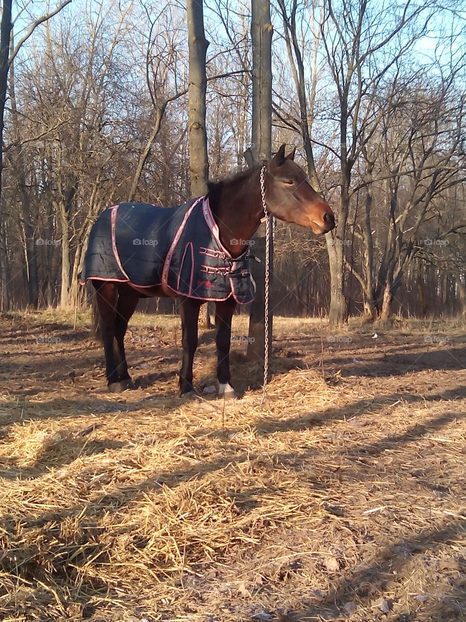 Mammal, Cavalry, Outdoors, Nature, Tree