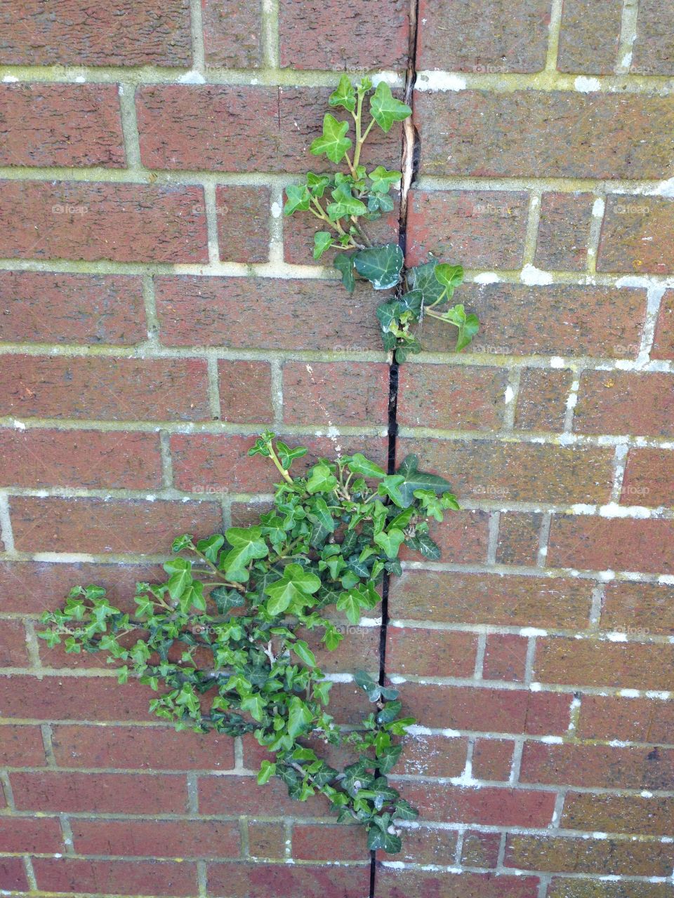 Ivy growing on the wall . Green plant growing through the wall 