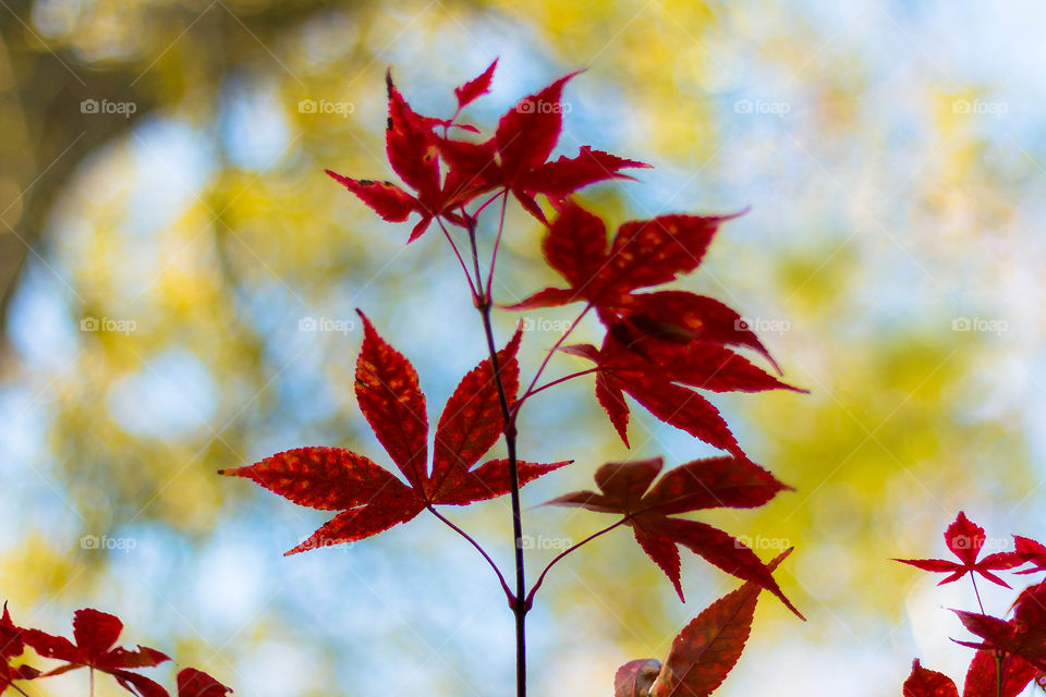 Colourful Maple Leaves in Landscape