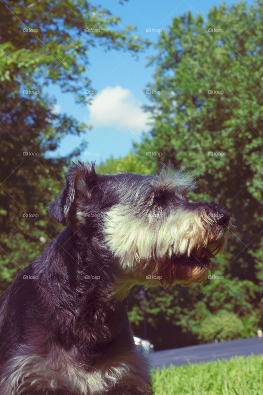 Thirsty schnauzer in bright sun and greenery in backdrop.