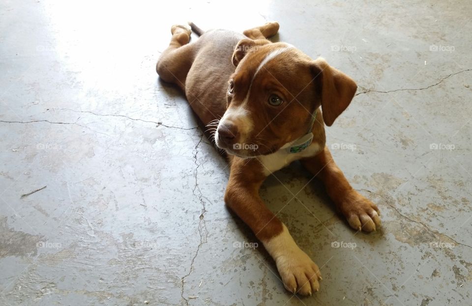 A puppy Catahoula pit bull terrier mix sitting on a concrete floor funny cute brindle blaze face with green eyes