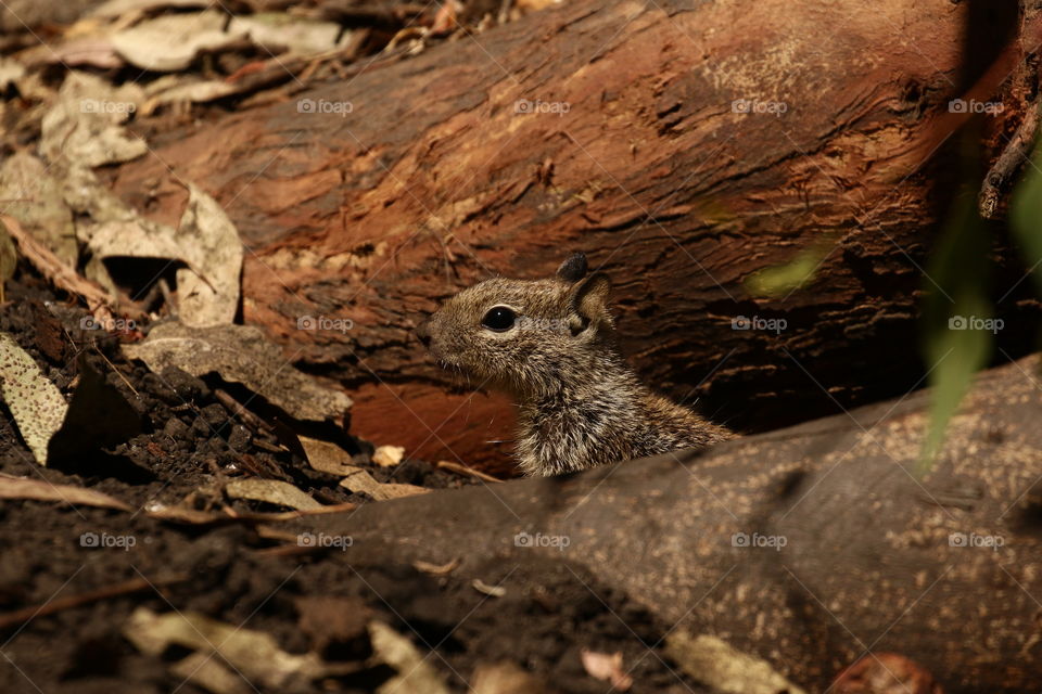 Baby squirrel peaking out from leaves