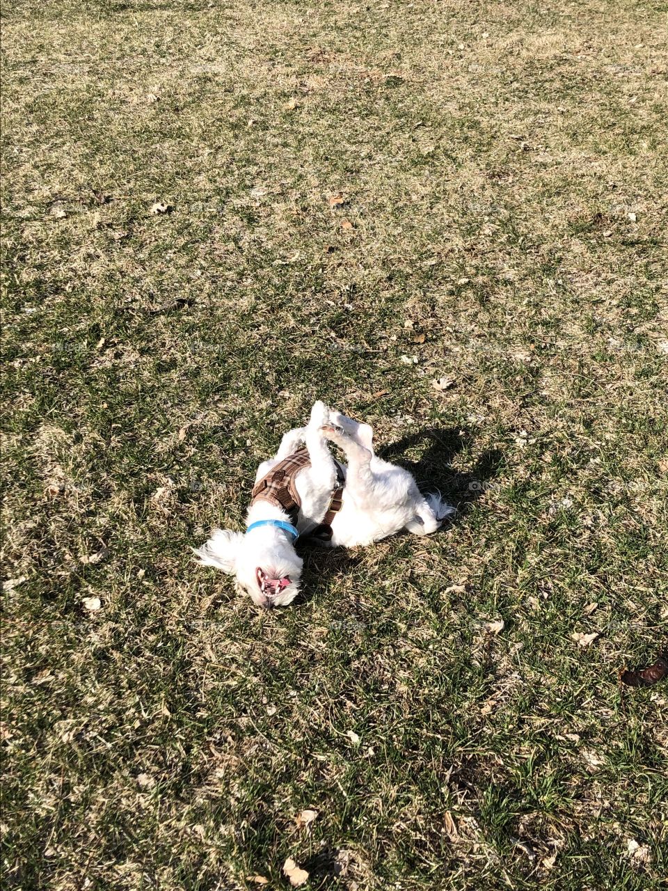 Sunbathing.-Enjoying the first days of spring 