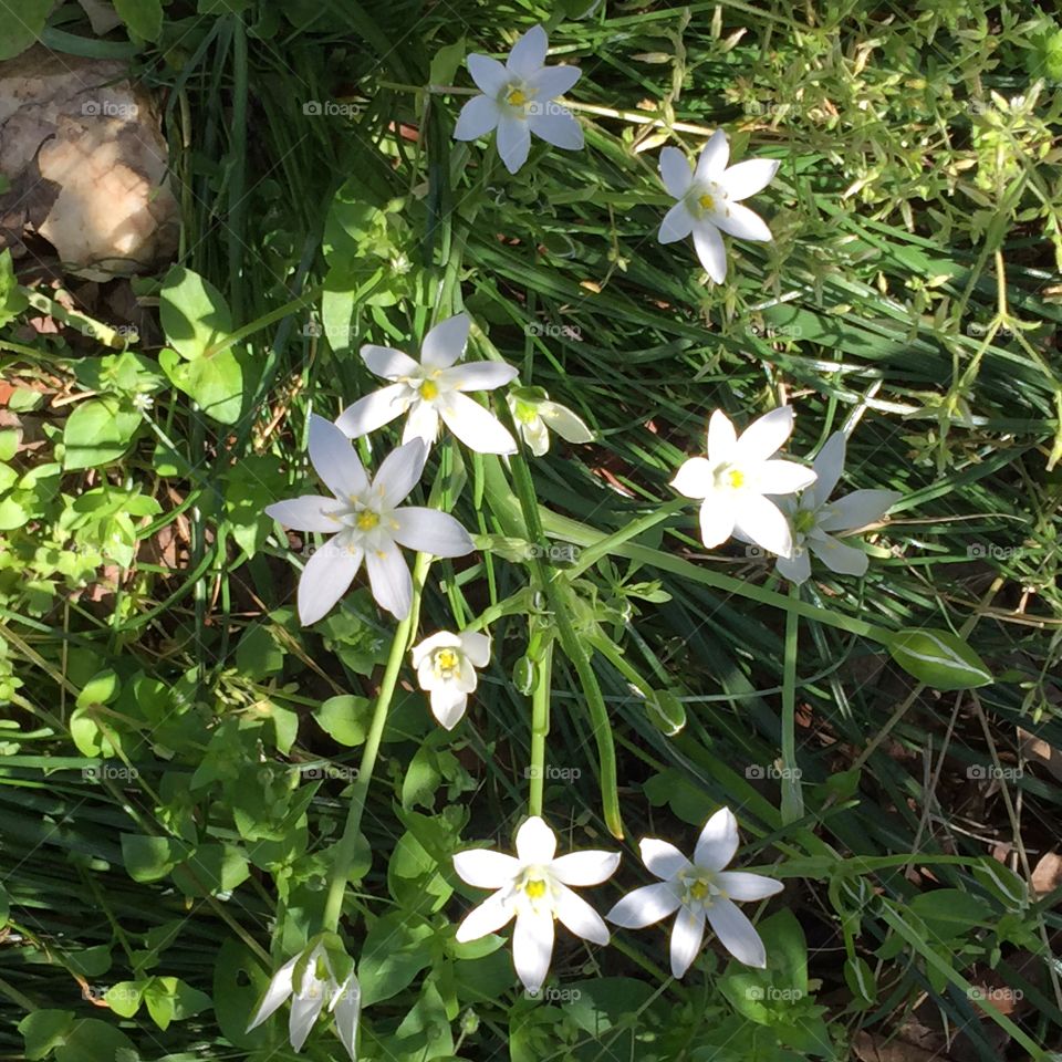 White wild flower