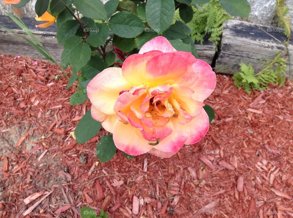 Pink and yellow rose