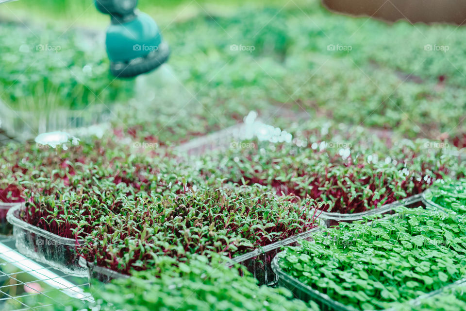 Watering microgreen 