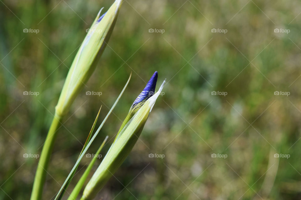 Nature, Grass, Outdoors, No Person, Summer