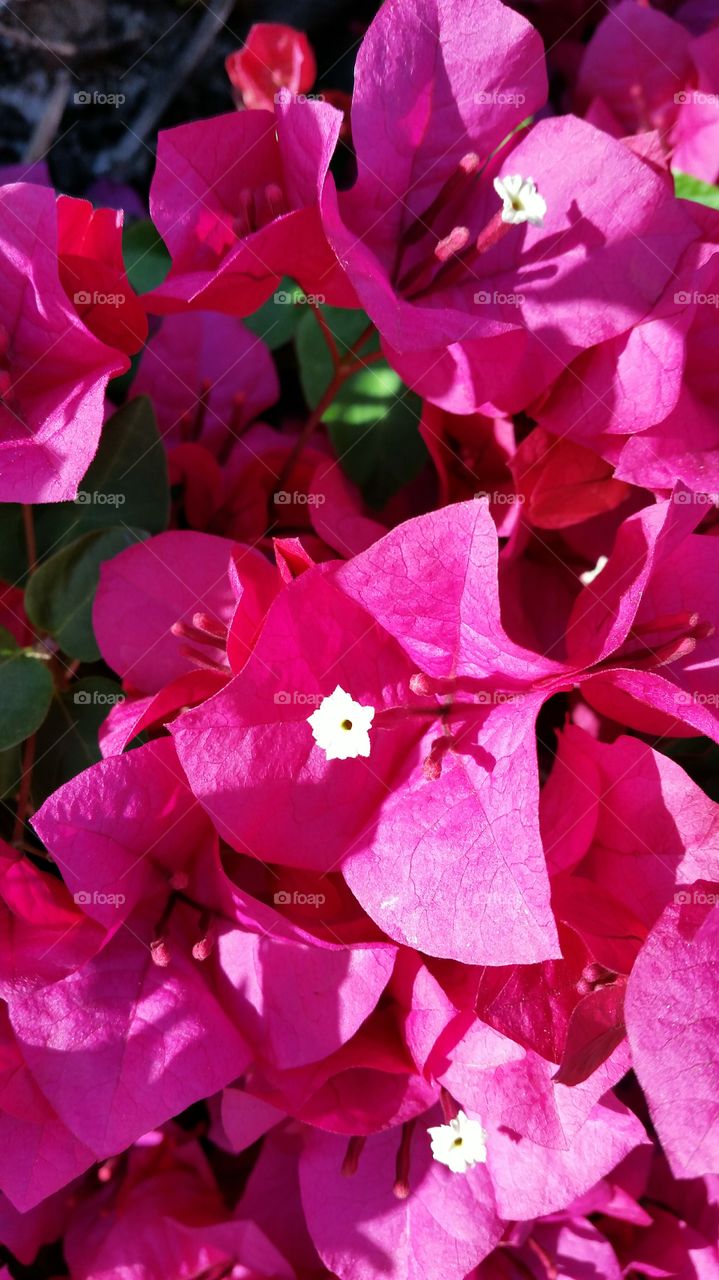 Bougainvillea Closeup!