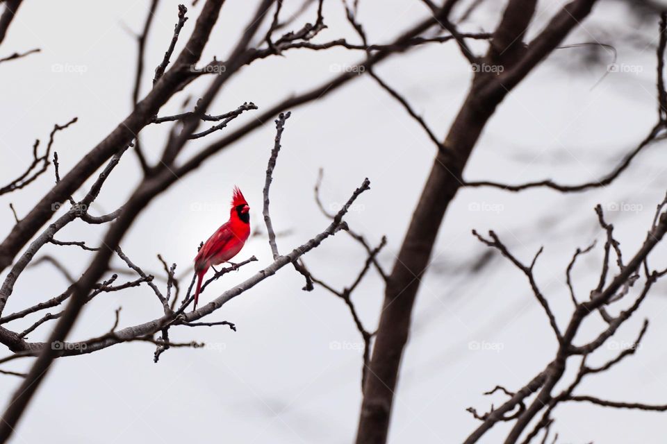 Cardinal in tree