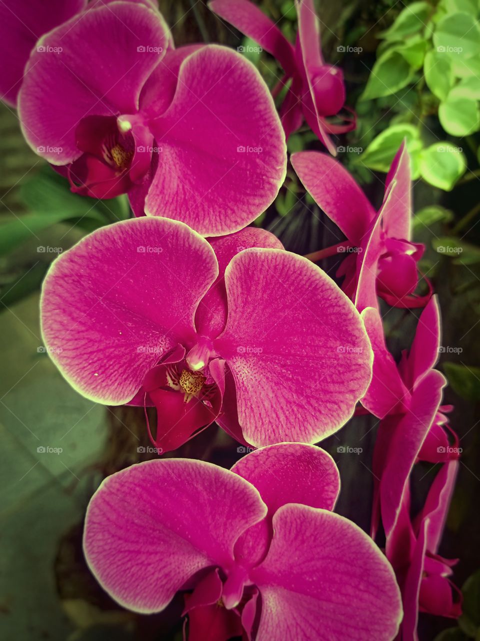 Orchid Flower