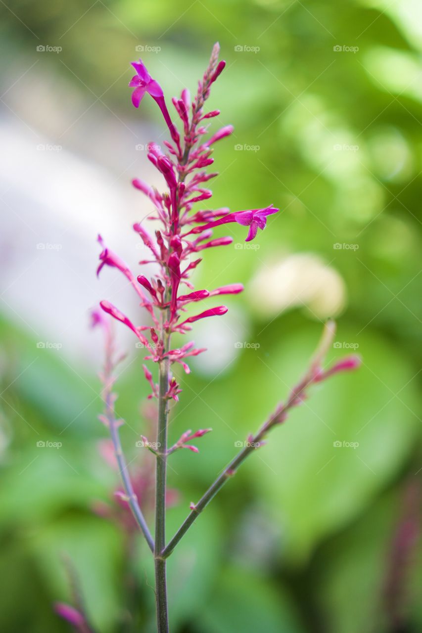 Close-up of pink flower plant