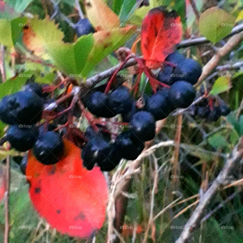 blacl berries  of aronia with autumn coloured  leaves