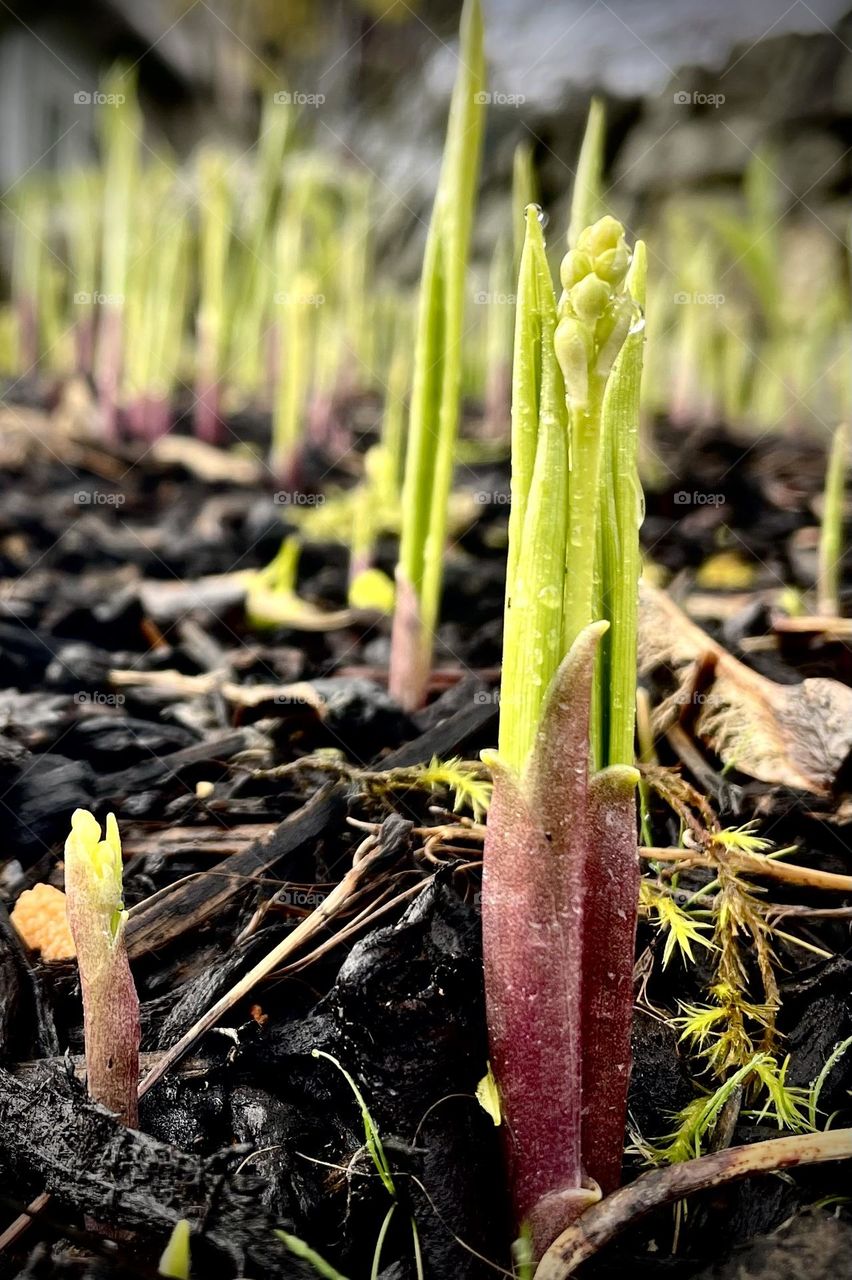 Fresh buds begin to emerge from a garden in the early days of spring in Washington State 