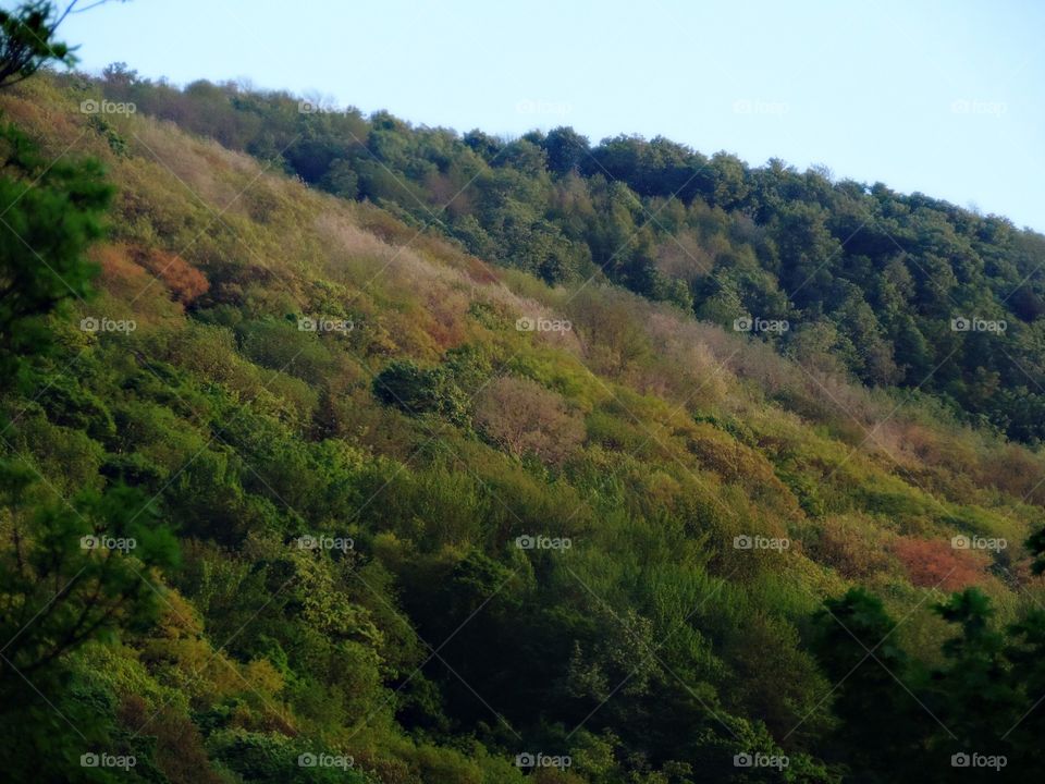 Forest Slope. A spring canopy echoes the lay of the landscape beneath