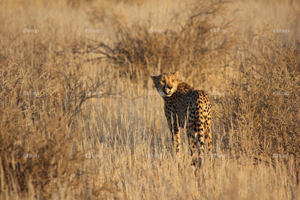 Sunshine cheetah