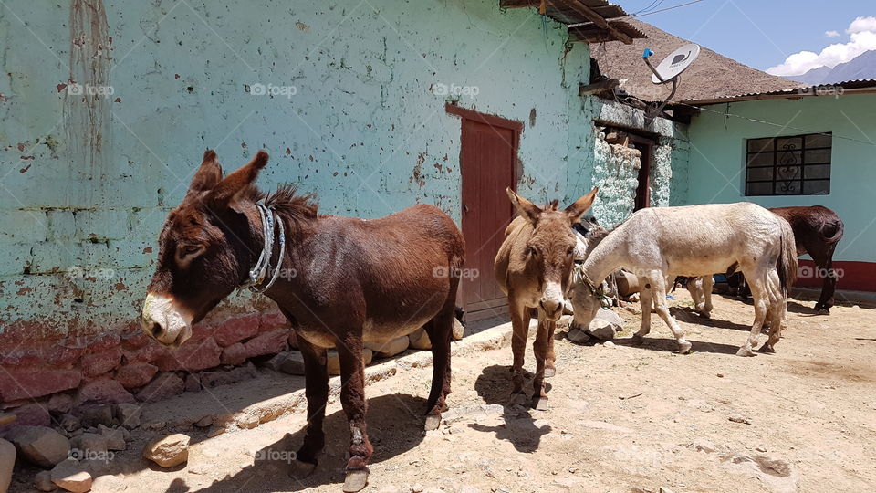 donkeys enjoying their lives