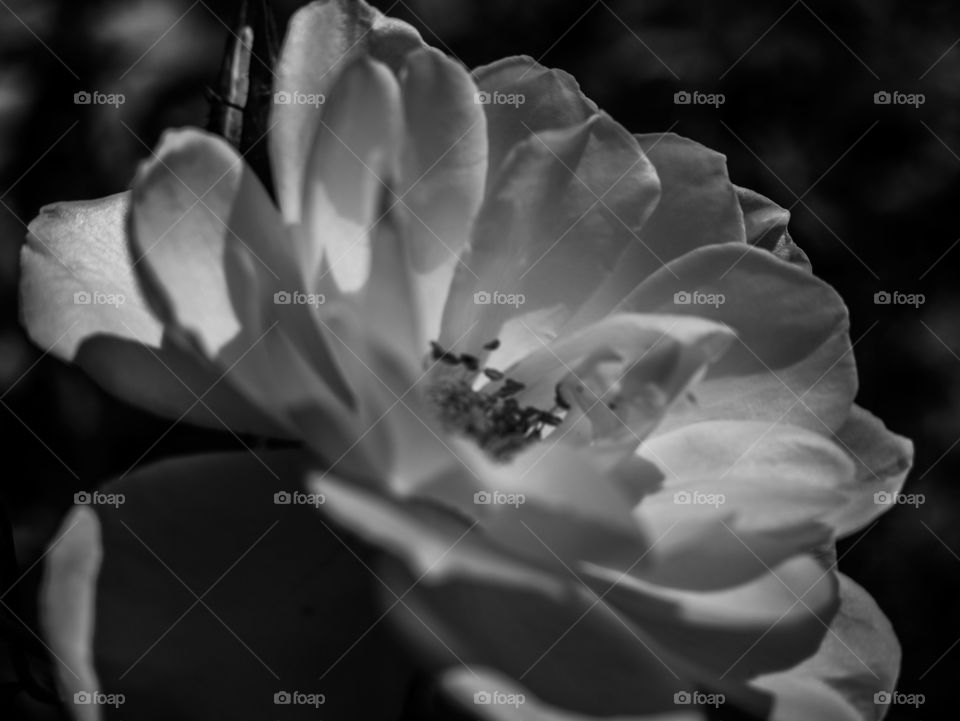 Flower, Rose, Monochrome, Nature, Petal