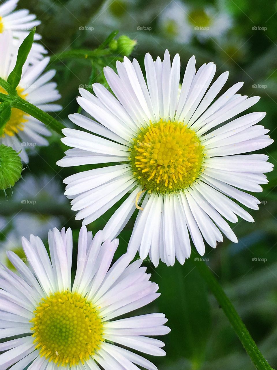 Captured with iPhone 6s Plus 