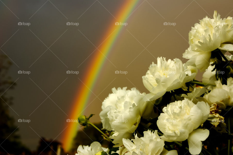 The rain brought a rainbow, matched with white flowers in the foreground.