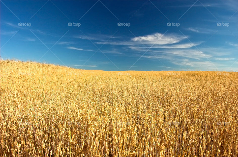 Field of wheat on a sunny day with a great blue sky