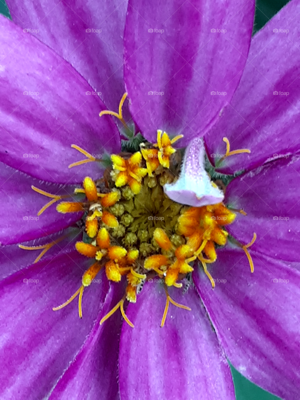 a flower inside the flower