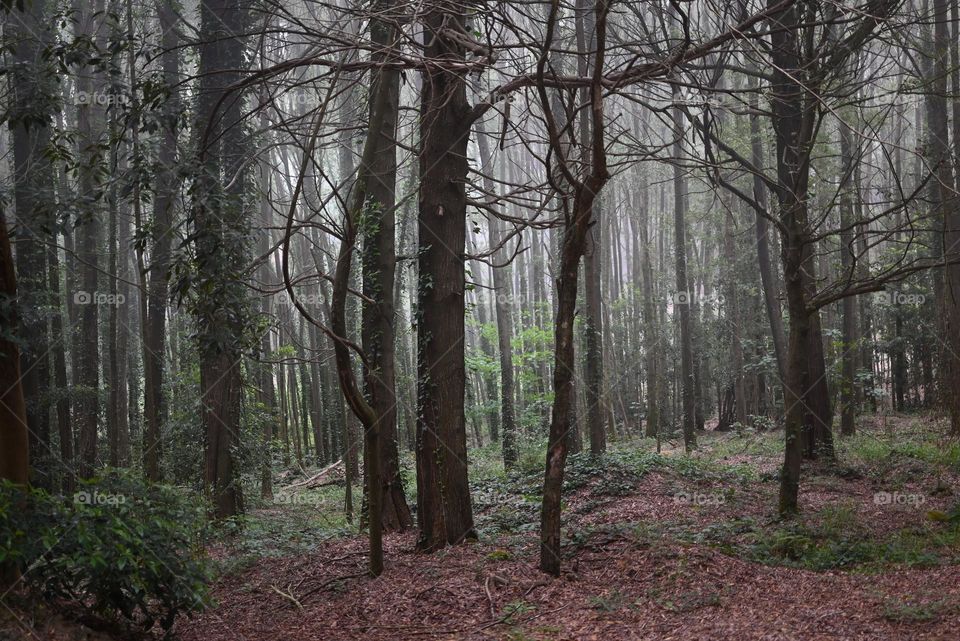 a mysterious forest on a foggy day