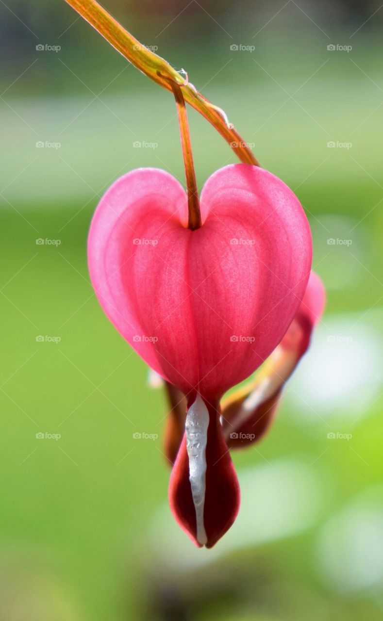 Bleeding Hearts