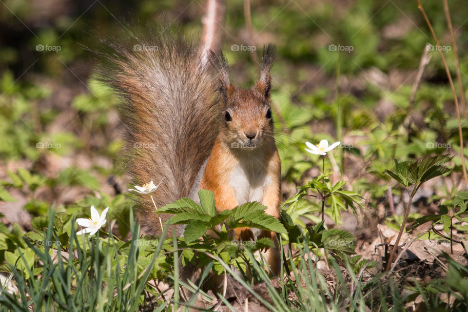 Animal: Squirrels are members of the family Sciuridae, consisting of small or medium-size rodents. The family includes tree squirrels, ground squirrels, chipmunks, marmots (including woodchucks) flying squirrels, and prairie dogs.