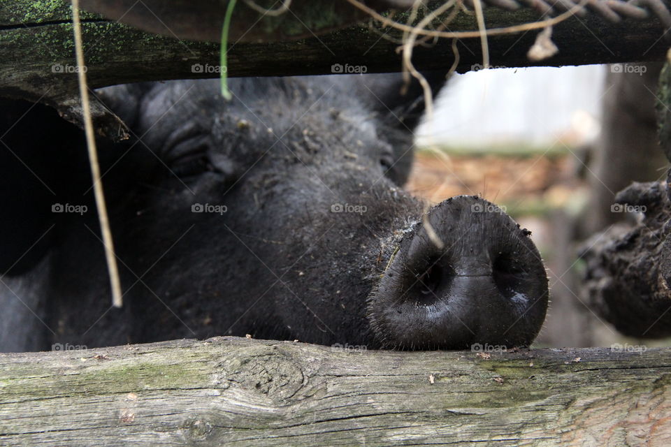 Black pig, piglet
