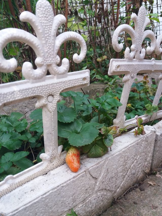 strawberry