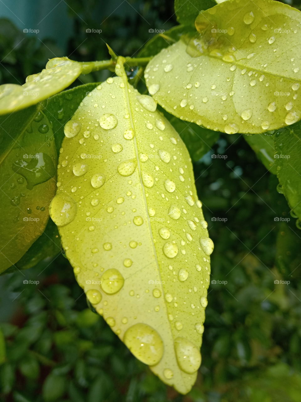 Water drop on Lemon leafs.