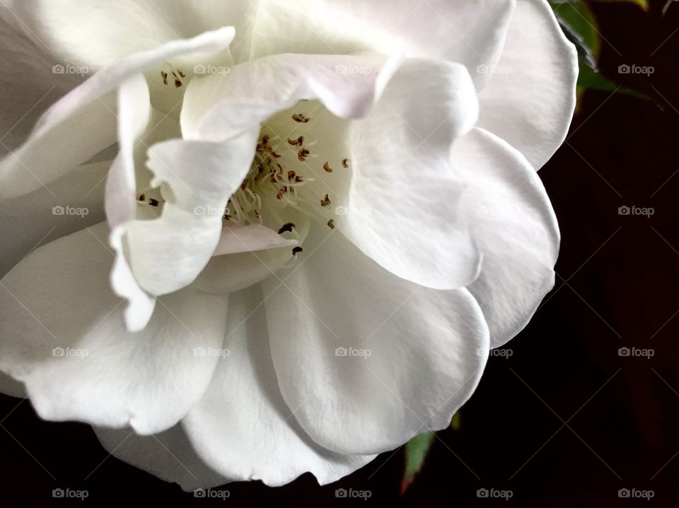 White Rose on the black Background 