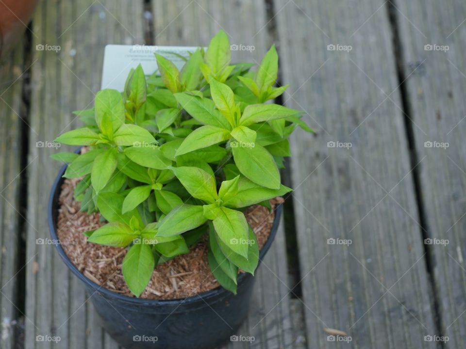 New phlox for my garden