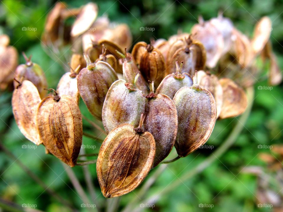 seeds