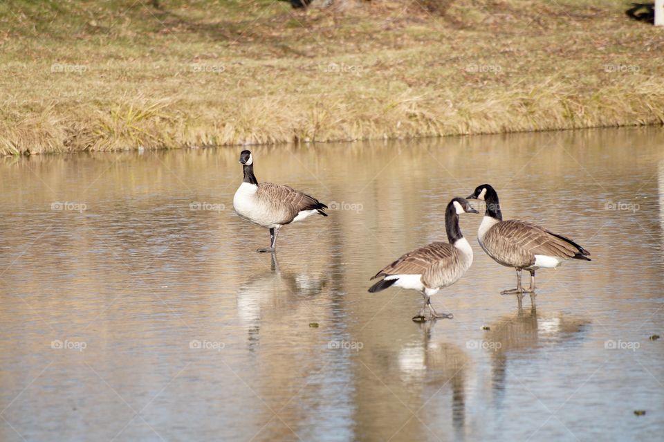 Ducks on an ice covered pond.