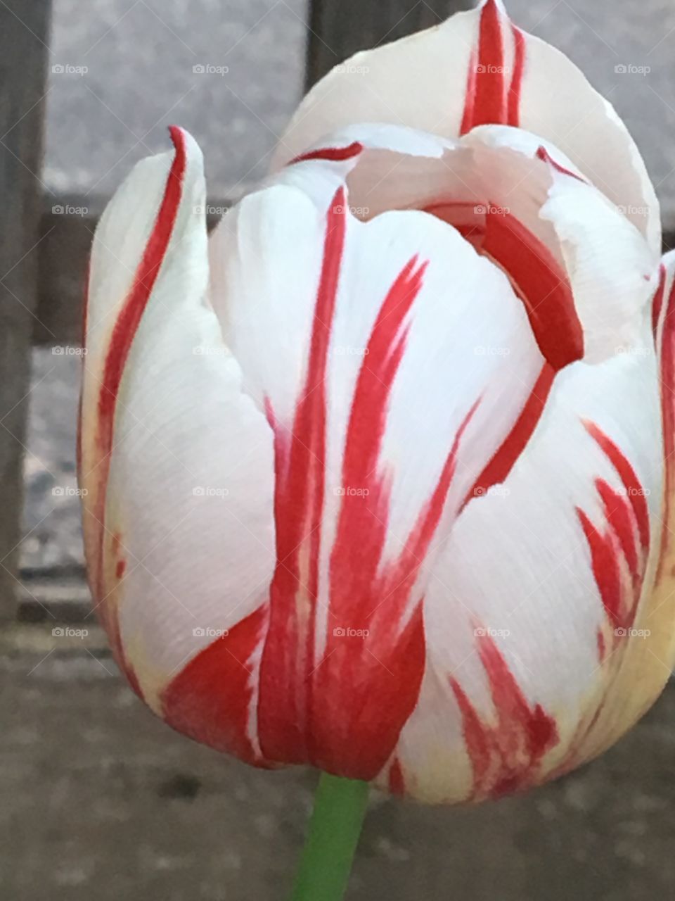 Canadian Tulip - red & white 